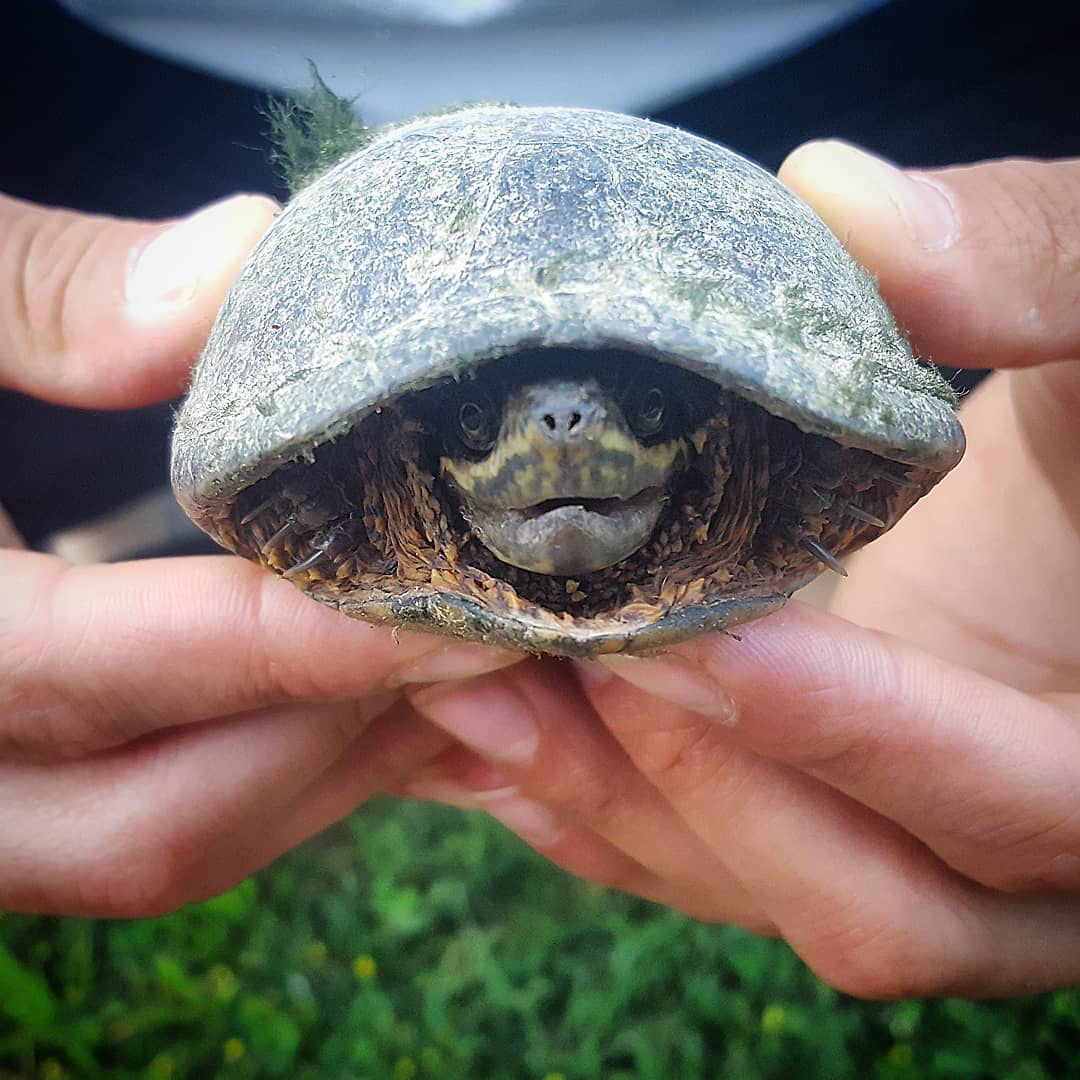Tiffany Clark: Turtle